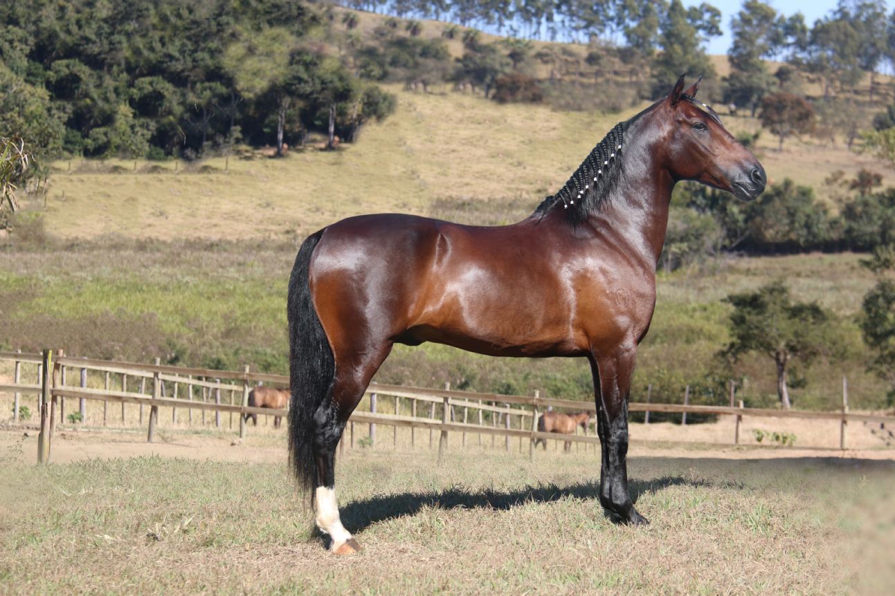 Orgulho do Cantagallo é bicampeão Nacional de Marcha